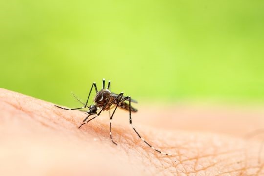 Summer Safety Tips: Insects